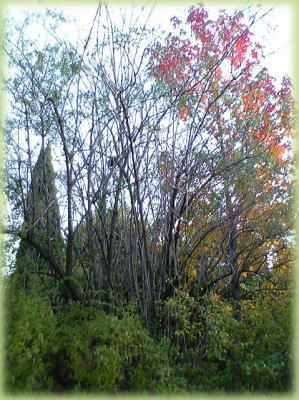 ���{�ŏ��߂ďo������u�j���g�R�v�̖؁B�u�Ԗ؉��v�ɂ���܂���