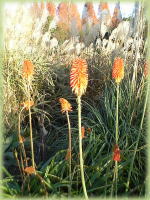 �A���Q�E�u���V�m�L�Ɏ��Ă��邪�c