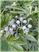 �A���R�E��̌����̂悤