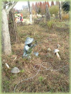 �L�m�R�Ə��N���E�A�b�v