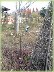 �L�m�R�Ə��N��