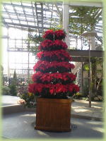 �i�X�c���[